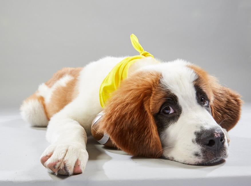 Puppy Bowl XV